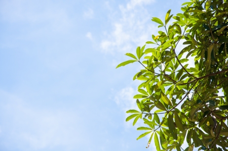 Leavesの写真素材