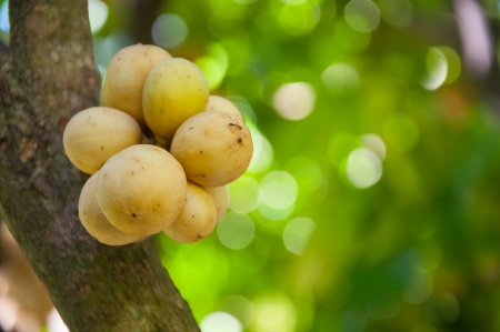 Longkong Tree or Lansium domesticumの写真素材