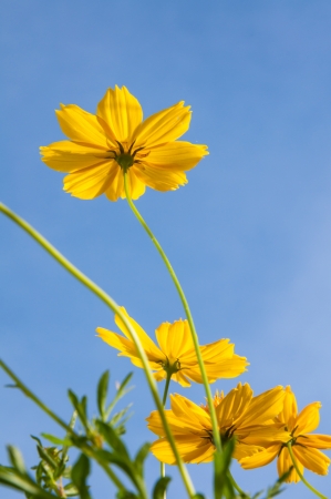 Cosmos flowersの写真素材