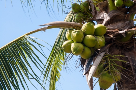 Coconut in parkの写真素材