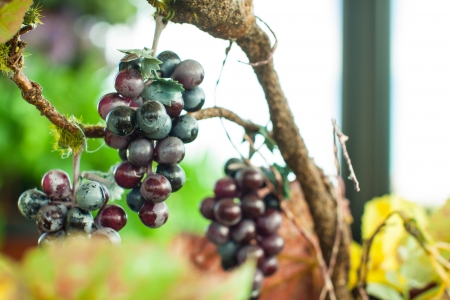 Grapes for Samples and make from plastic の写真素材