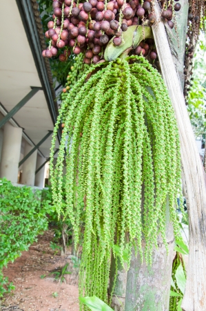 Palm fruitの写真素材