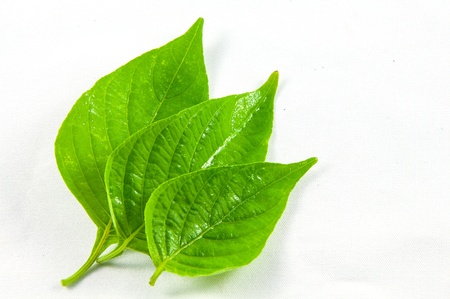 green leavesの写真素材