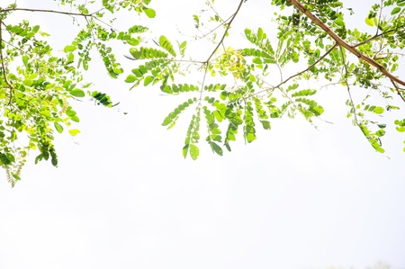 green leaves with white background の写真素材