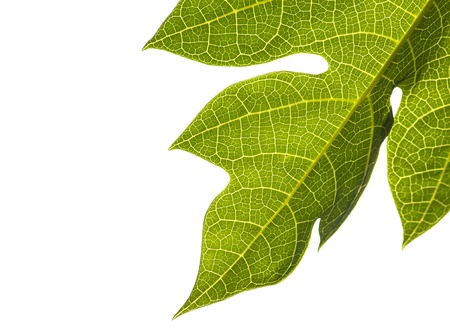 Leaves of papayaの写真素材