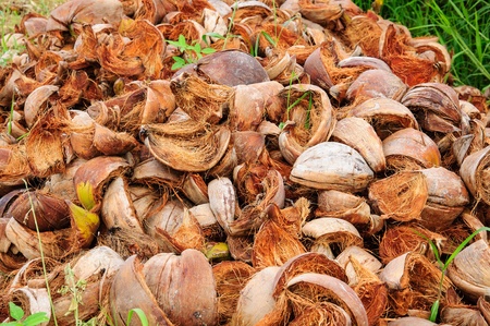  coconut shell の写真素材