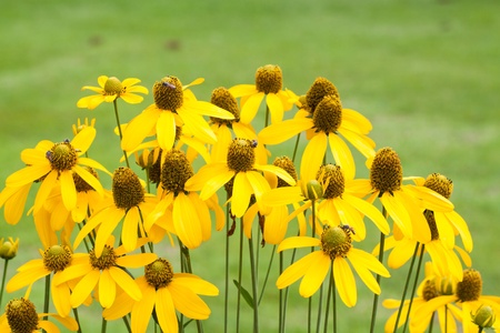 Yellow camomile in garden の写真素材