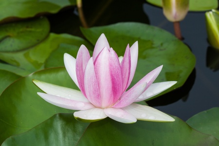 Lotus Flower in nature, It blooming beautifulの写真素材