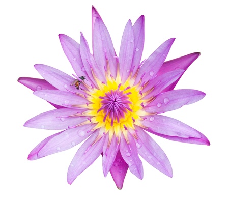 Lotus Flower, It blooming beautiful on white background.の写真素材