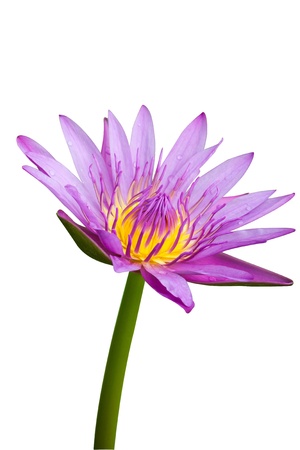 Lotus Flower, It blooming beautiful on white background.の写真素材