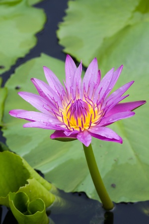 Lotus Flower in nature, It blooming beautifulの写真素材