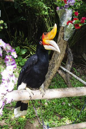 Great Hornbill on branch in the Zoo Khao Kheow.の写真素材