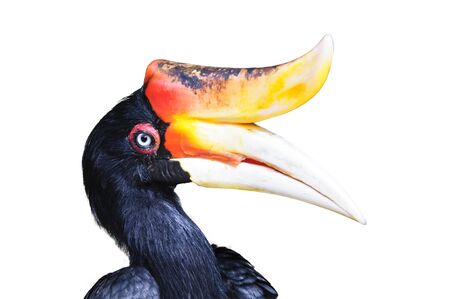 Great Hornbill isolate on white background.の写真素材