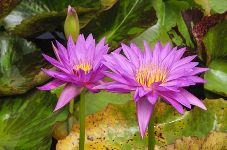 Lotus Flower in nature, It blooming beautifulの写真素材