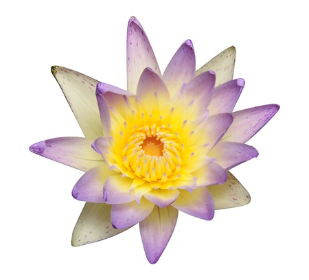 Lotus Flower, It blooming beautiful on white background の写真素材