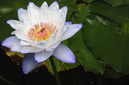 Lotus Flower in nature, It blooming beautifulの写真素材