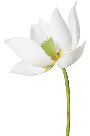 Lotus Flower, It blooming beautiful on white background の写真素材