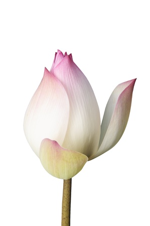 Lotus Flower, It blooming beautiful on white background の写真素材