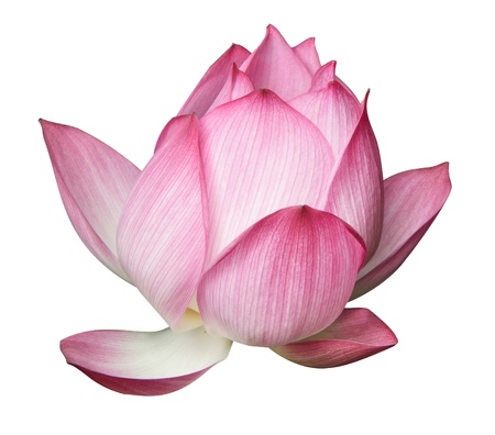 Lotus Flower, It blooming beautiful on white background の写真素材