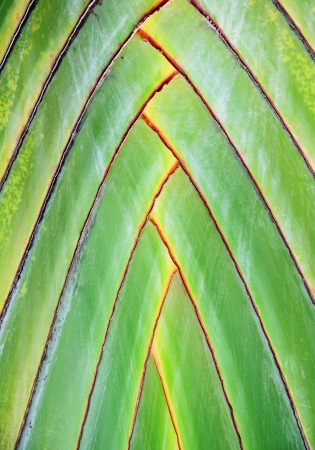 Green palm tree leaf as a background の写真素材