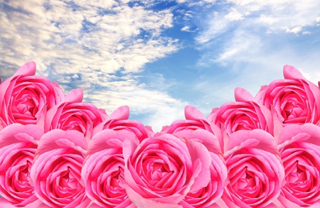 White, fluffy clouds in blue sky. with pink rose blooming.の写真素材