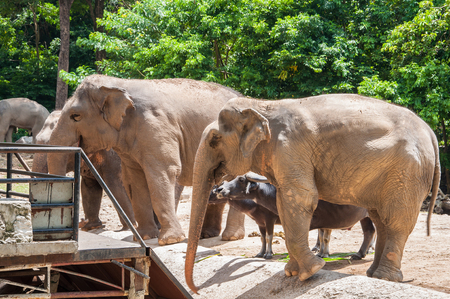 elephant at the zooの写真素材