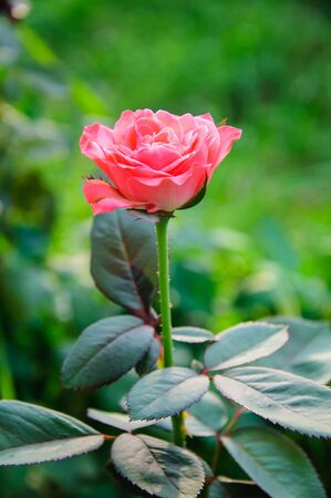 Beautiful pink rose in a gardenの写真素材