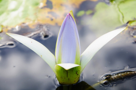blooming white lotus flower の写真素材