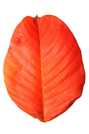 red leafの写真素材