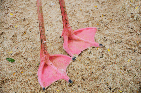 foot of flamingo on sand.の写真素材
