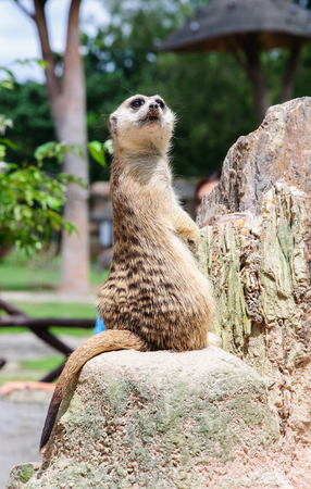 Meerkat looking up at the cameraの写真素材