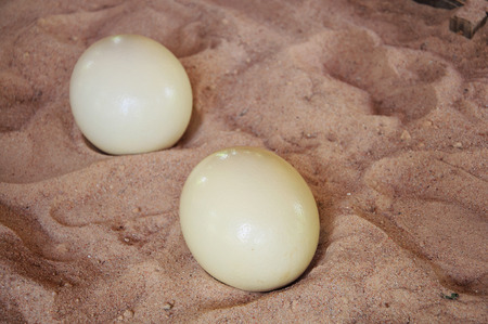 ostrich eggの写真素材
