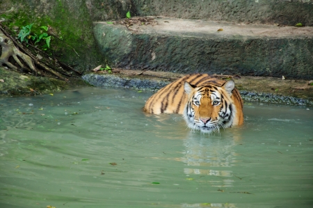 Siberian Tigers in waterの写真素材