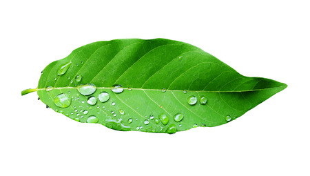 Green leaf with water droplets,Closeup.