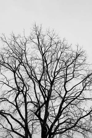 black and white tree without leaves isolated on white backgroundの写真素材