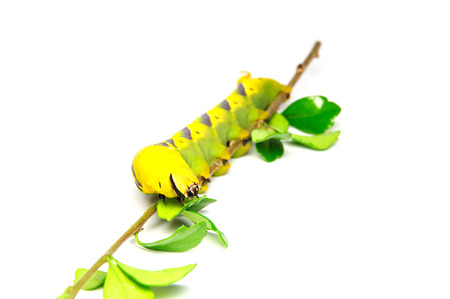 Green worm with leaves isolated on whiteの写真素材
