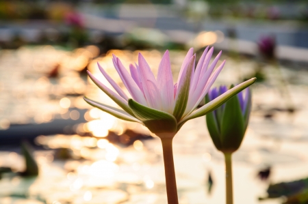 lotus flower is blooming with sunset reflect in water.の写真素材