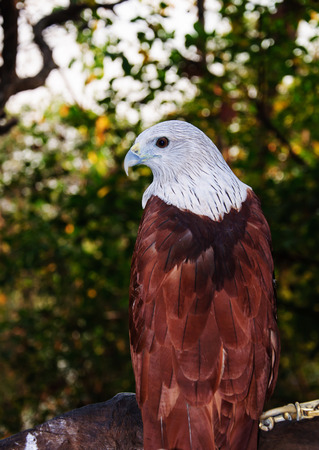 Hawks