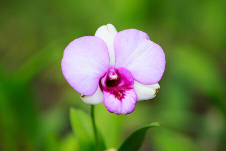 orchids flowerの写真素材