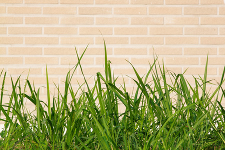green grass with wall background