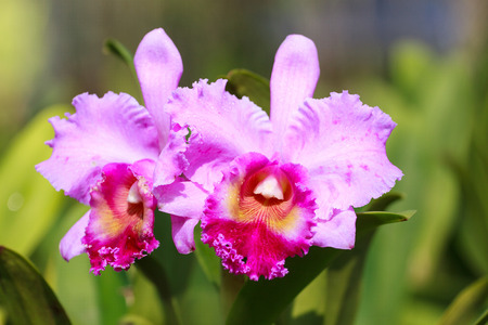 orchid flowerの写真素材