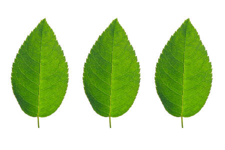 rose leaf isolatedの写真素材