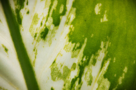 leaf texture background