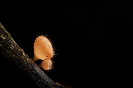 Champagne mushroom in rain forest on dark background.