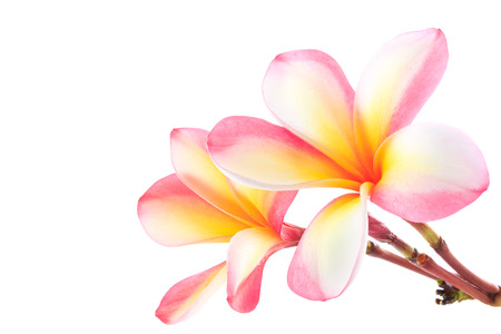 The beaultiful plumeria or frangipani isolatedの写真素材