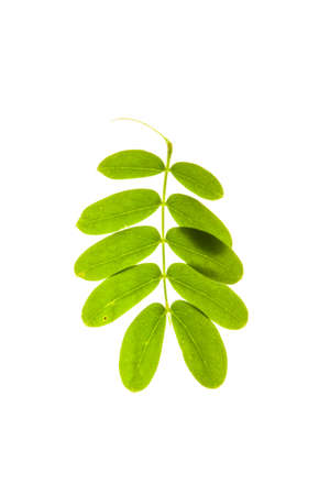 green leaf isolatedの写真素材