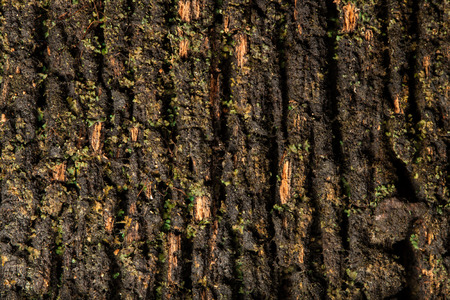 old wood texture background