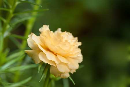 yellow Red Common Purslane or Verdolaga or Pigweed or Little Hogweed or Pusley flowerの写真素材