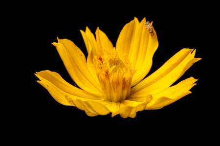 Cosmos flower in dark backgroundの写真素材