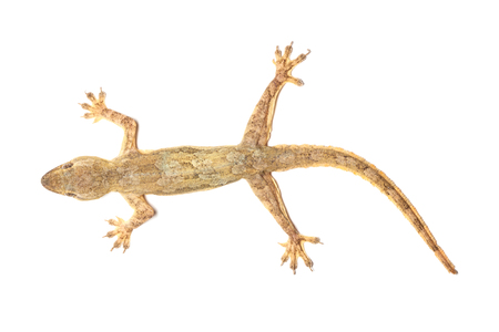 macro of lizard isolated.の写真素材